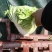 大白菜大量现货量大从优价格优惠欢迎电话联系