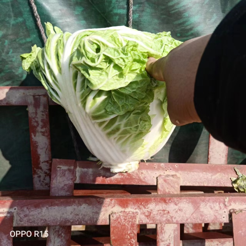 大白菜大量现货量大从优价格优惠欢迎电话联系