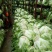 大白菜大量现货量大从优价格优惠欢迎电话联系