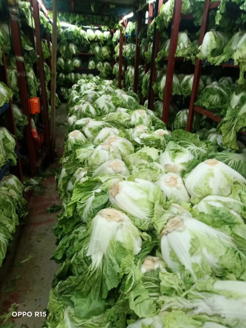 大白菜大量现货量大从优价格优惠欢迎电话联系
