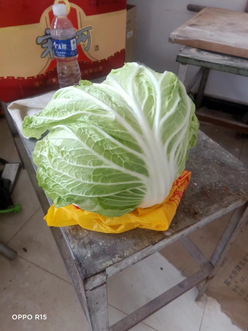 大白菜大量现货量大从优价格优惠欢迎电话联系