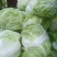 大白菜大量现货量大从优价格优惠欢迎电话联系