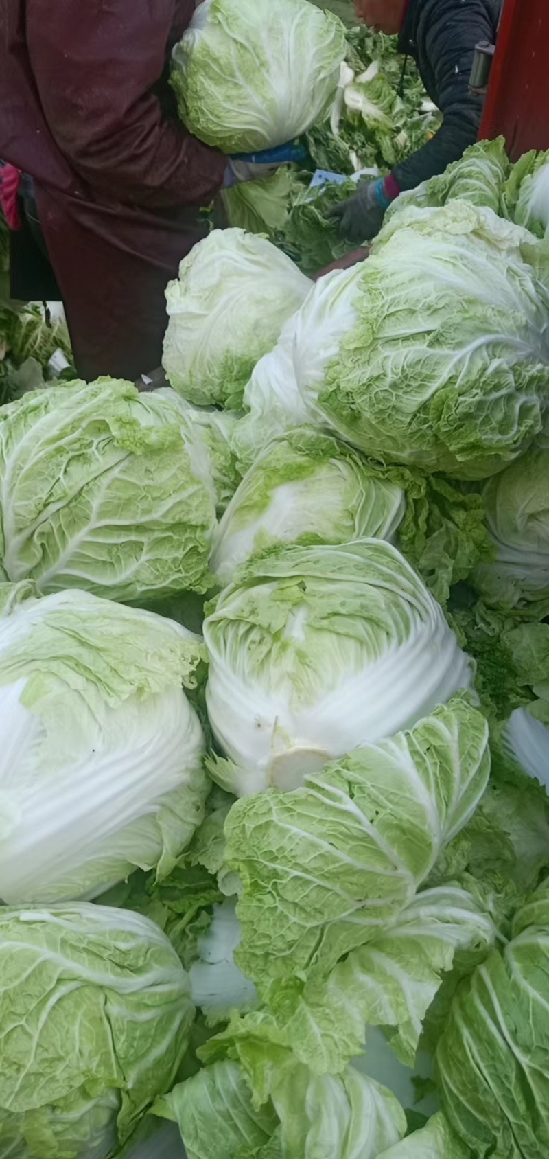 大白菜大量现货量大从优价格优惠欢迎电话联系