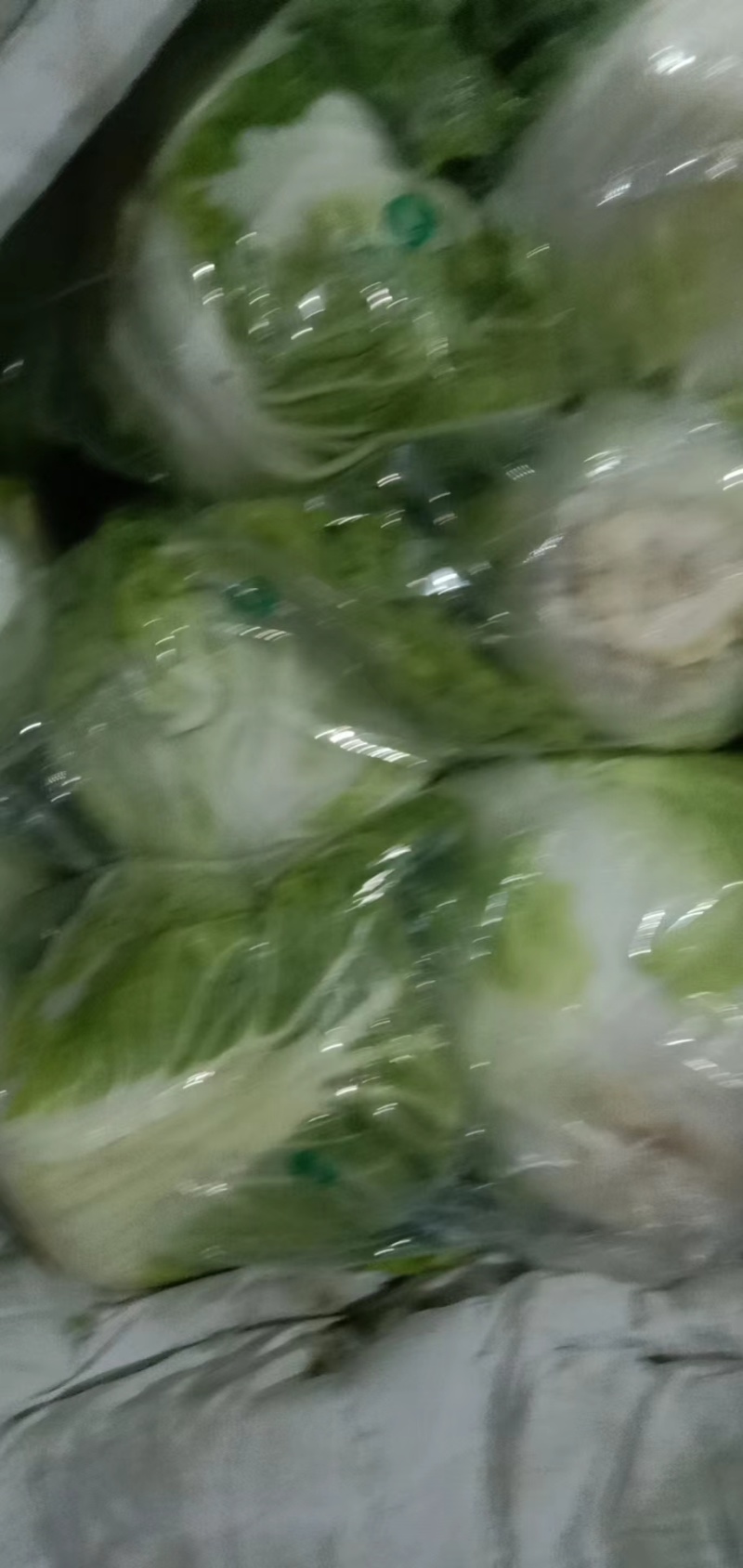 大白菜大量现货量大从优价格优惠欢迎电话联系