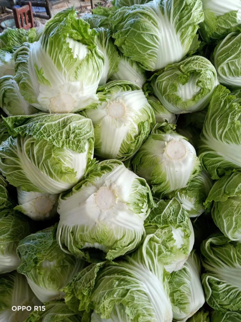 大白菜大量现货量大从优价格优惠欢迎电话联系