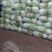 大白菜大量现货量大从优价格优惠欢迎电话联系
