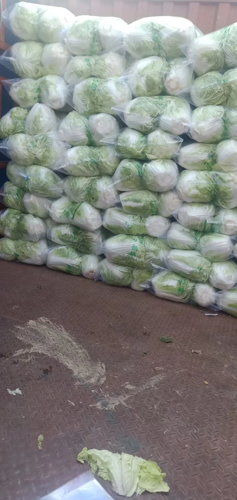 大白菜大量现货量大从优价格优惠欢迎电话联系