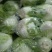 大白菜大量现货量大从优价格优惠欢迎电话联系