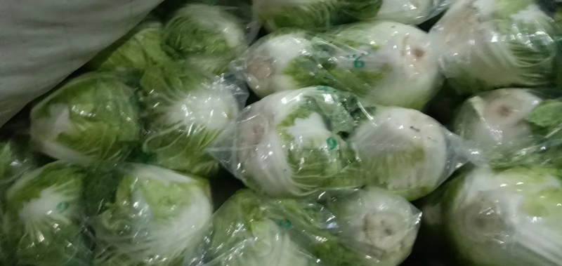 大白菜大量现货量大从优价格优惠欢迎电话联系