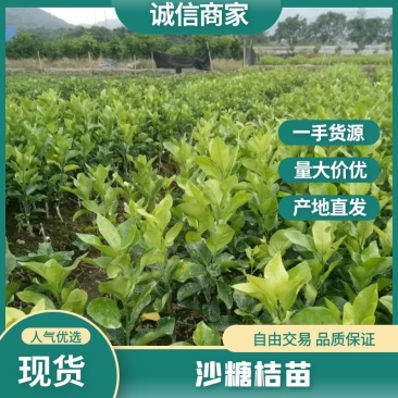 优质沙糖桔苗，1年苗品质好，提供技术指导欢迎来电咨询