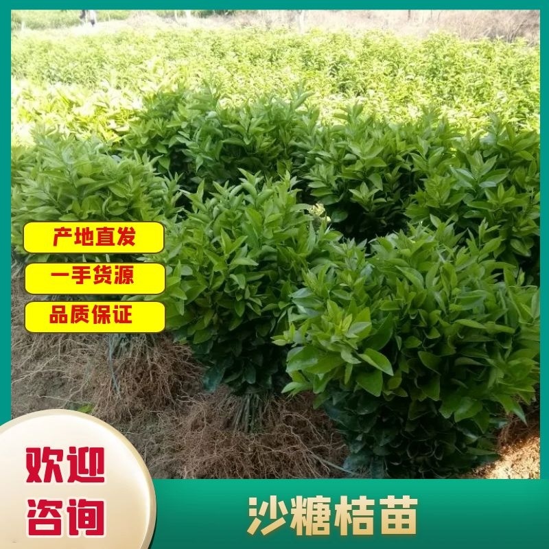 广东沙糖桔苗柑橘苗优质糖桔苗基地直发，质量靠谱欢迎咨询