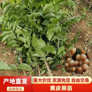 郁南建城无核黄皮苗，大鸡心黄皮苗，无核黄皮苗