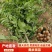 郁南建城无核黄皮苗，大鸡心黄皮苗，无核黄皮苗