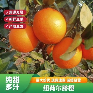 正宗纽荷尔脐橙,加蜜的大量有,口感橙香甜,颜色红,个头大