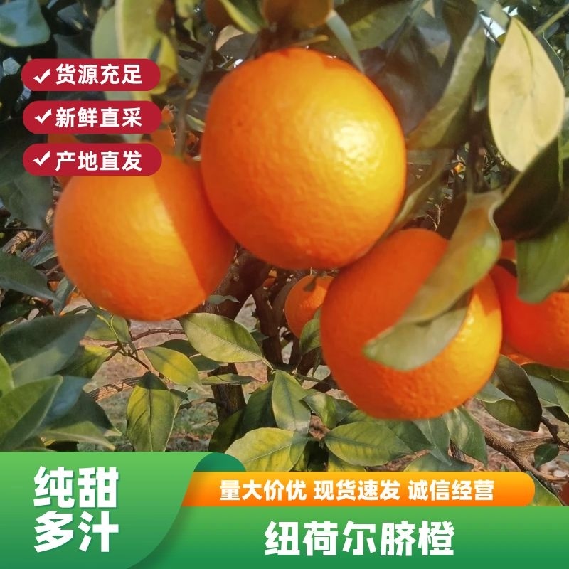 正宗纽荷尔脐橙，加蜜的大量有，口感橙香甜，颜色红，个头大