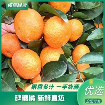 广西桂林正宗沙糖桔大量上市,皮细起沙,口感好,个头匀!