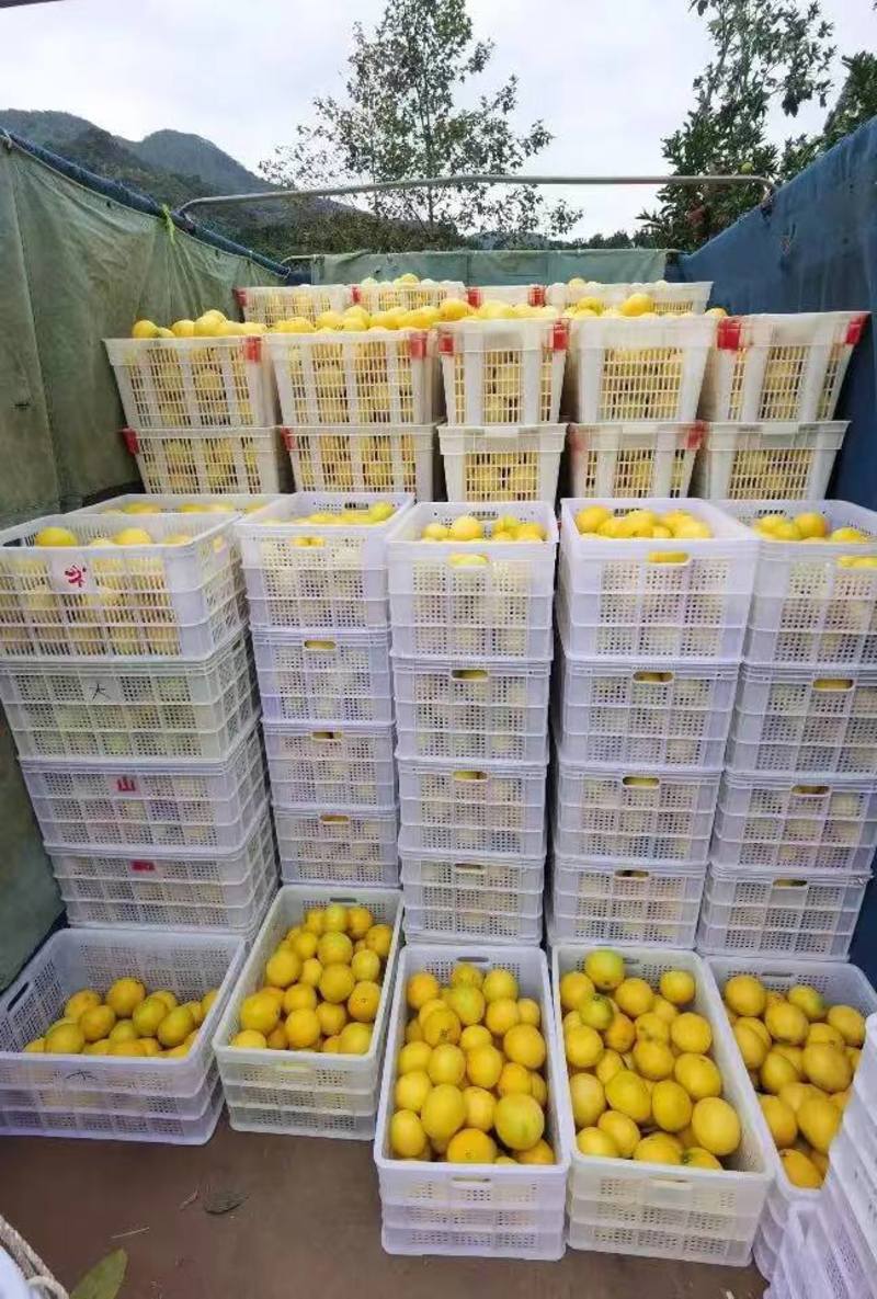 福建漳州产地一手货源树上鲜果葡萄柚产地价格稳定发货
