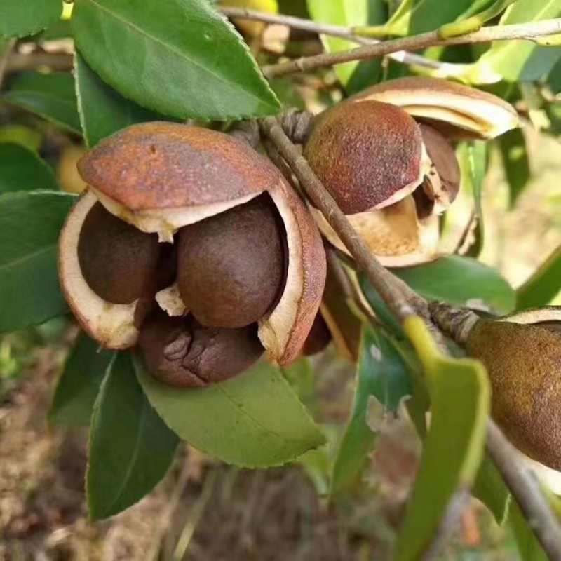 油茶籽山茶籽广西高山茶果，出油率高量大从优电联采购