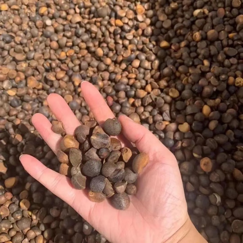 油茶籽山茶籽广西高山茶果，出油率高量大从优电联采购