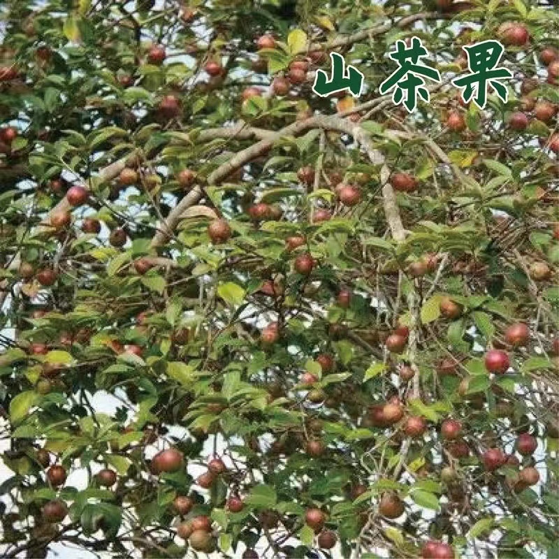 油茶籽山茶籽广西高山茶果，出油率高量大从优电联采购