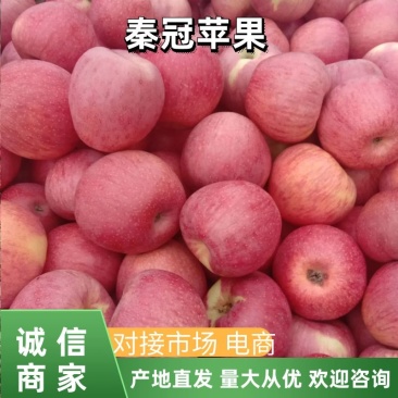 白水秦冠苹果个大色红，甜脆多汁，各地客商正在收购中