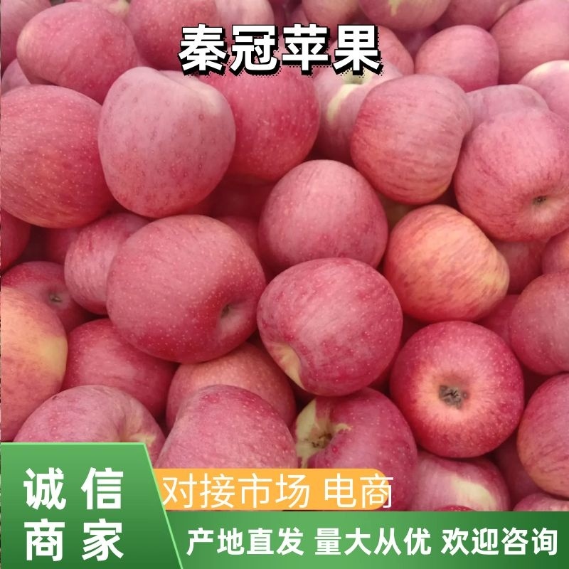 白水秦冠苹果个大色红，甜脆多汁，各地客商正在收购中
