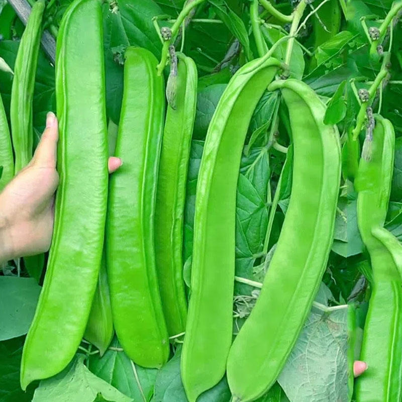 绿宝刀豆种子巨型豆角种籽肉厚质嫩耐高温豆荚刀形翠绿