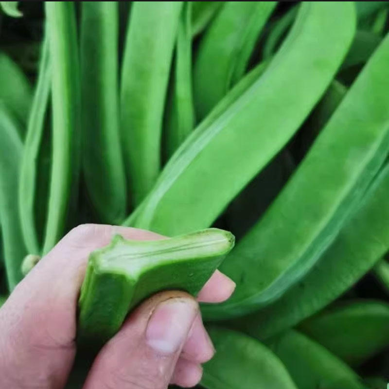 绿宝刀豆种子巨型豆角种籽肉厚质嫩耐高温豆荚刀形翠绿