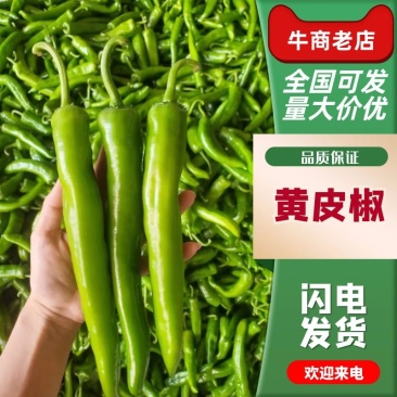 尖椒黄皮辣椒树椒，产地直销，一手货源，电商，市场大量上市