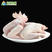 保定【大冠公鸡】全净膛1.5-2斤、熟食卤鸡、熏鸡专用。