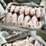 保定【大冠公鸡】全净膛1.5-2斤、熟食卤鸡、熏鸡专用。