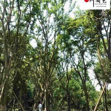 单杆朴树丛生朴树批发四川朴树苗木基地直销8-20公分