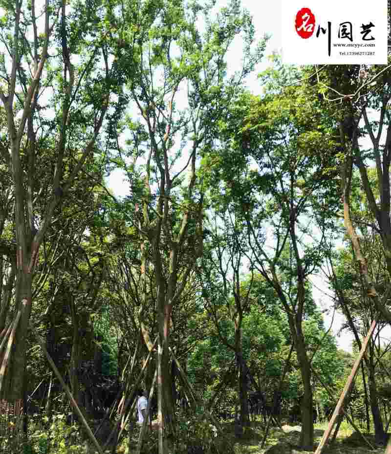 单杆朴树丛生朴树批发四川朴树苗木基地直销8-20公分