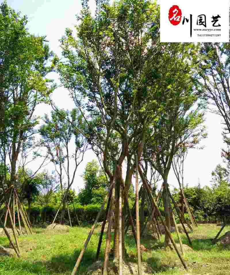单杆朴树丛生朴树批发四川朴树苗木基地直销8-20公分