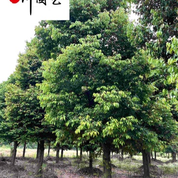 天竺桂工程绿化苗木批发8-20公分天竺桂价格量大优惠