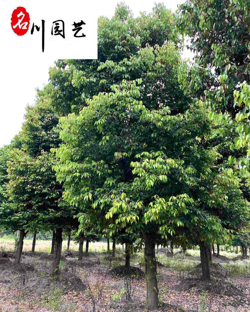 天竺桂工程绿化苗木批发8-20公分天竺桂价格量大优惠
