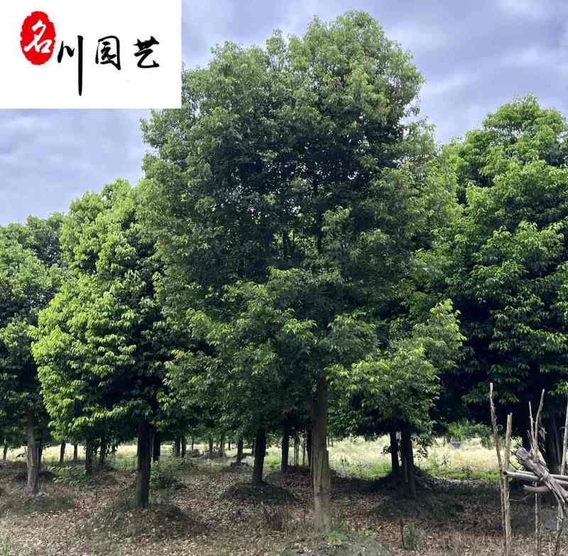 天竺桂工程绿化苗木批发8-20公分天竺桂价格量大优惠
