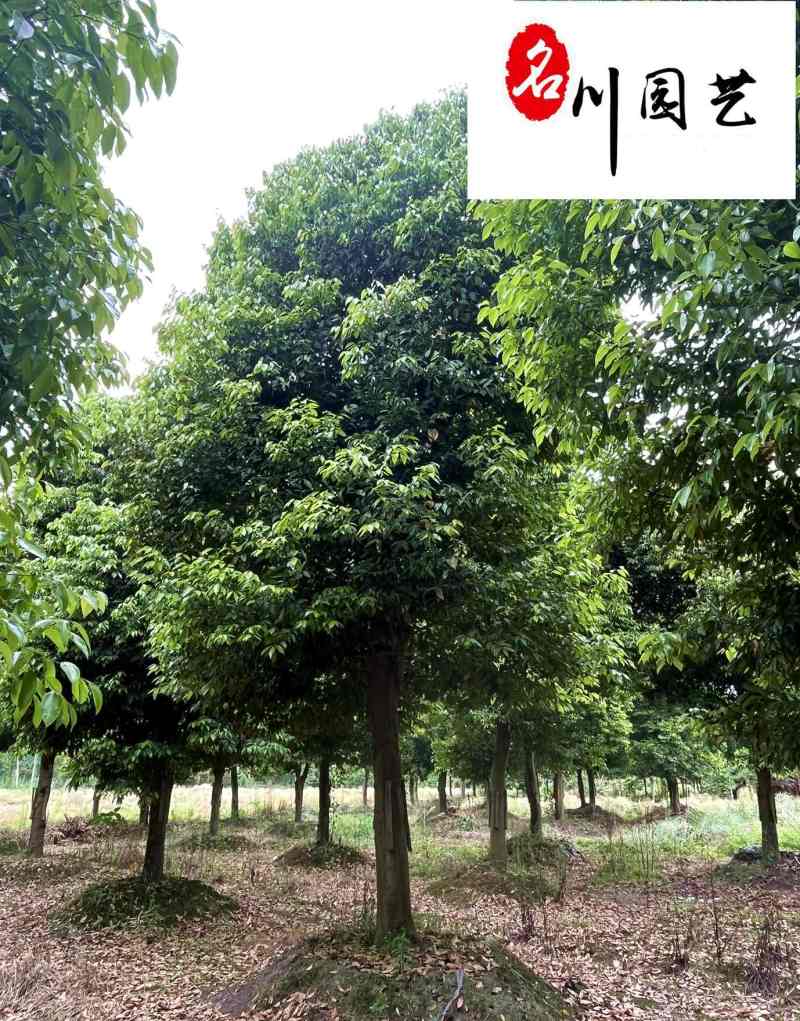 天竺桂工程绿化苗木批发8-20公分天竺桂价格量大优惠