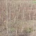 纯正红油香椿苗四川产地一手货源产品直销成活率高