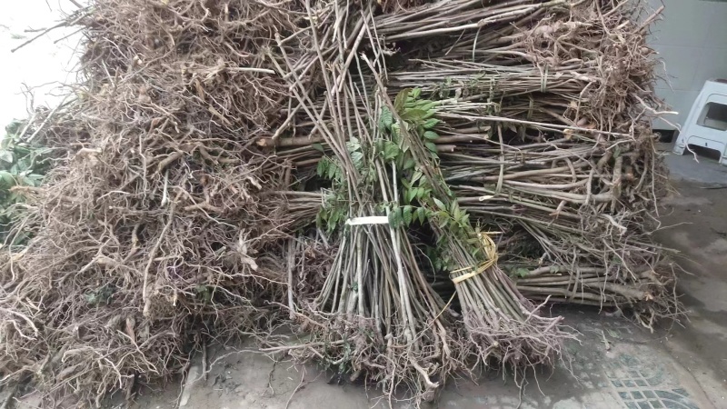 纯正红油香椿苗四川产地一手货源产品直销成活率高
