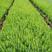 贵州湿地松苗价格优惠规格齐全基地直发货源充足可实地考察