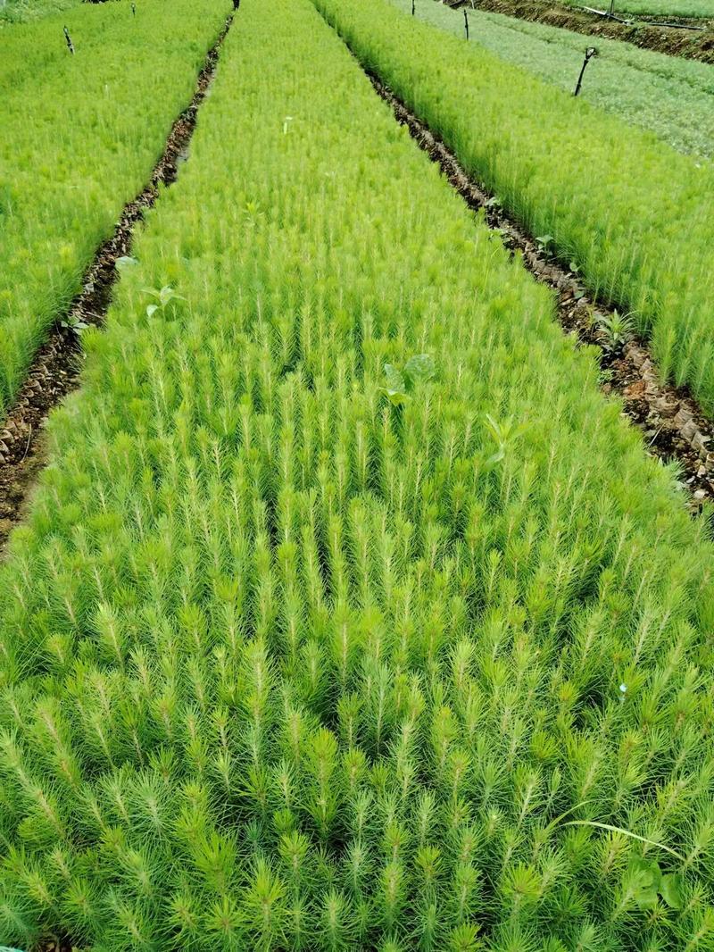 贵州湿地松苗价格优惠规格齐全基地直发货源充足可实地考察