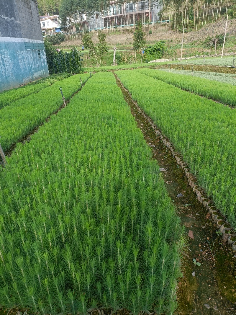 兴义精品湿地松苗成活率高基地一手货源品质保障欢迎来电