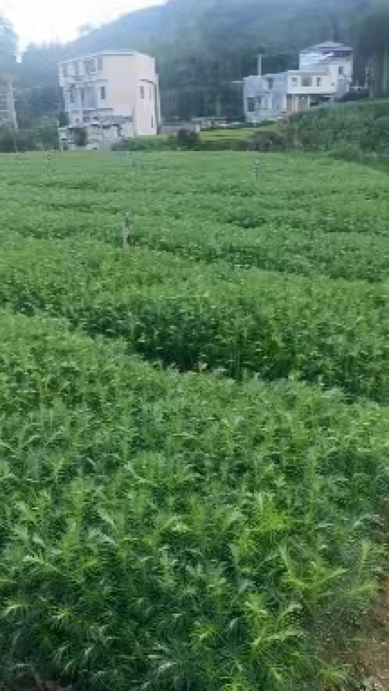 精品杉木苗一年苗质量保规格齐全基地直销价格优惠一手货源