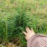 精品杉木苗一年苗质量保规格齐全基地直销价格优惠一手货源