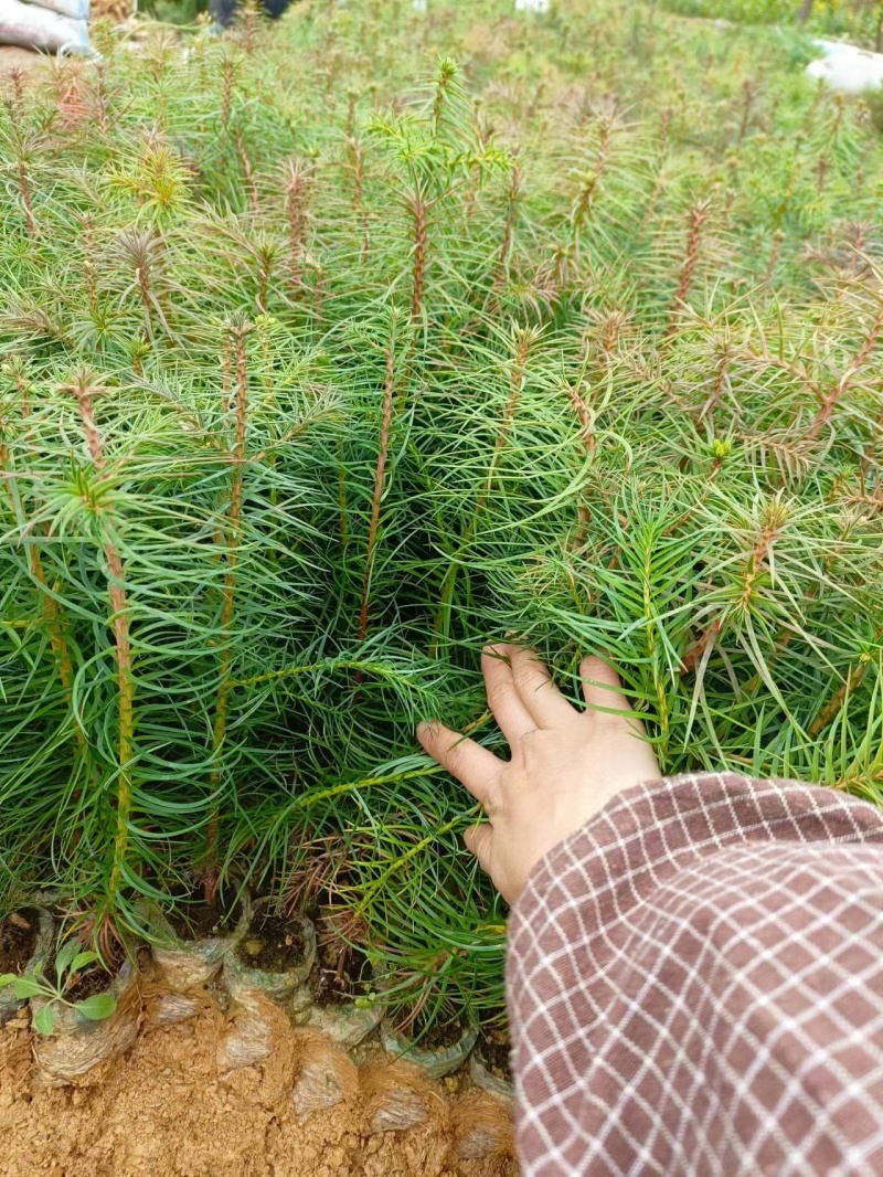 精品杉木苗一年苗质量保规格齐全基地直销价格优惠一手货源