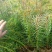 精品杉木苗一年苗质量保规格齐全基地直销价格优惠一手货源