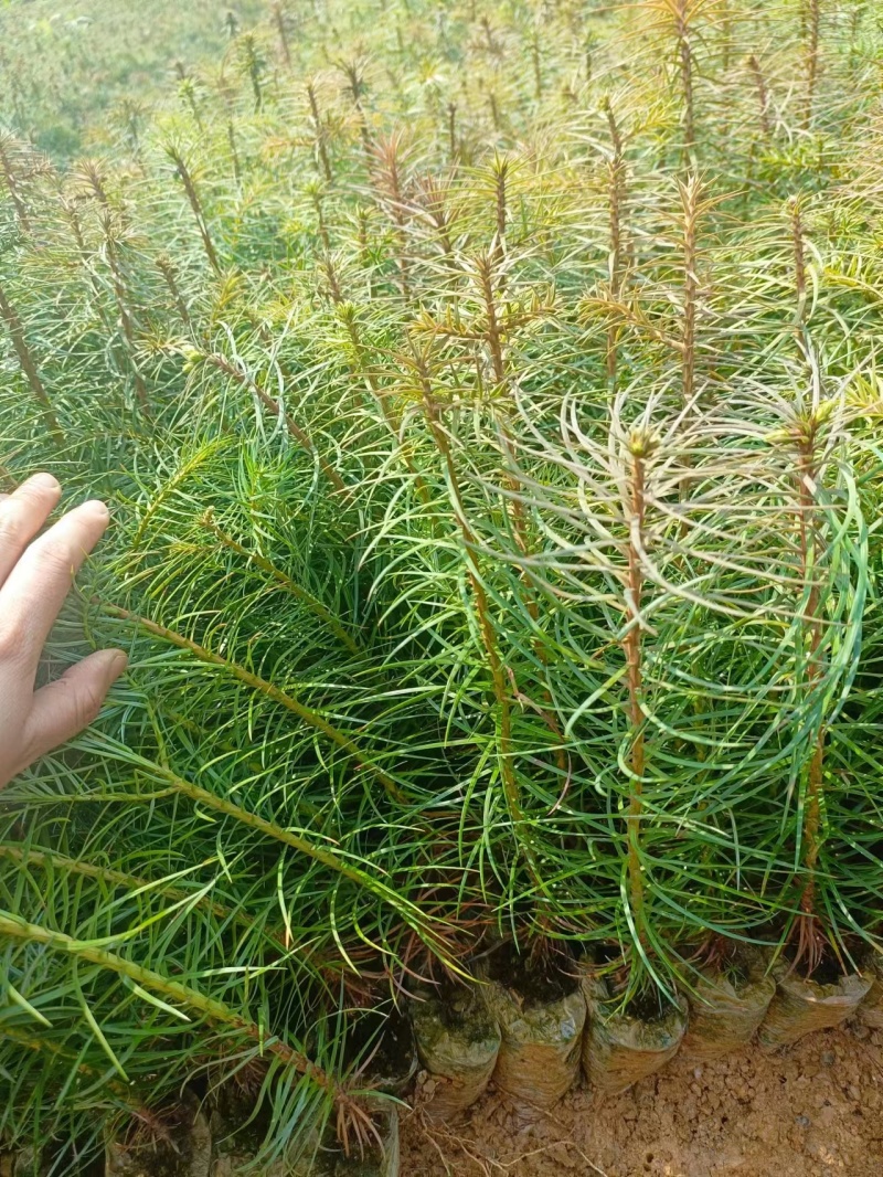 精品杉木苗一年苗质量保规格齐全基地直销价格优惠一手货源