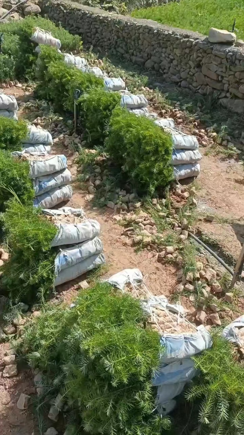 精品杉木苗一年苗质量保规格齐全基地直销价格优惠一手货源
