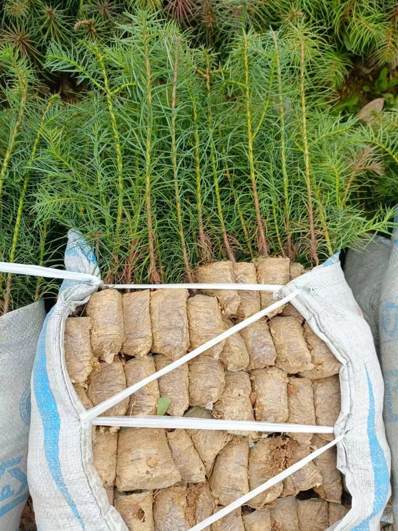 精品杉木苗一年苗质量保规格齐全基地直销价格优惠一手货源